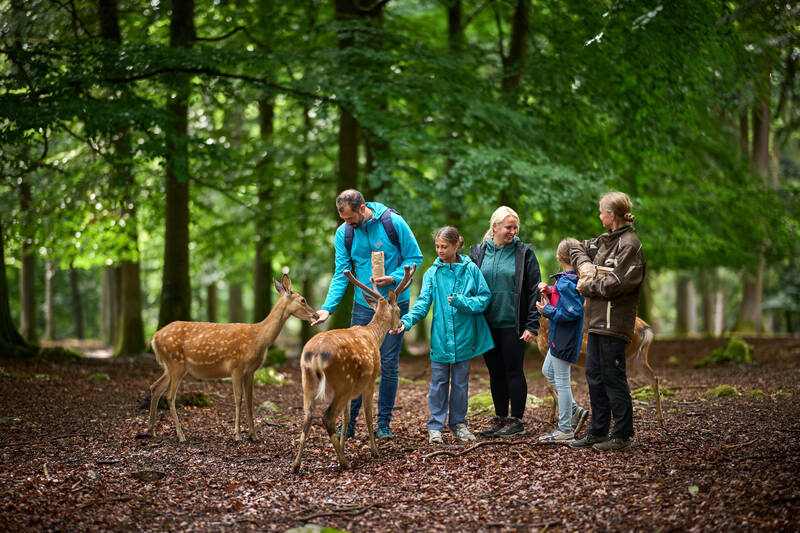 news/60-jahre-wildfreigehege-wildenburg-s220415