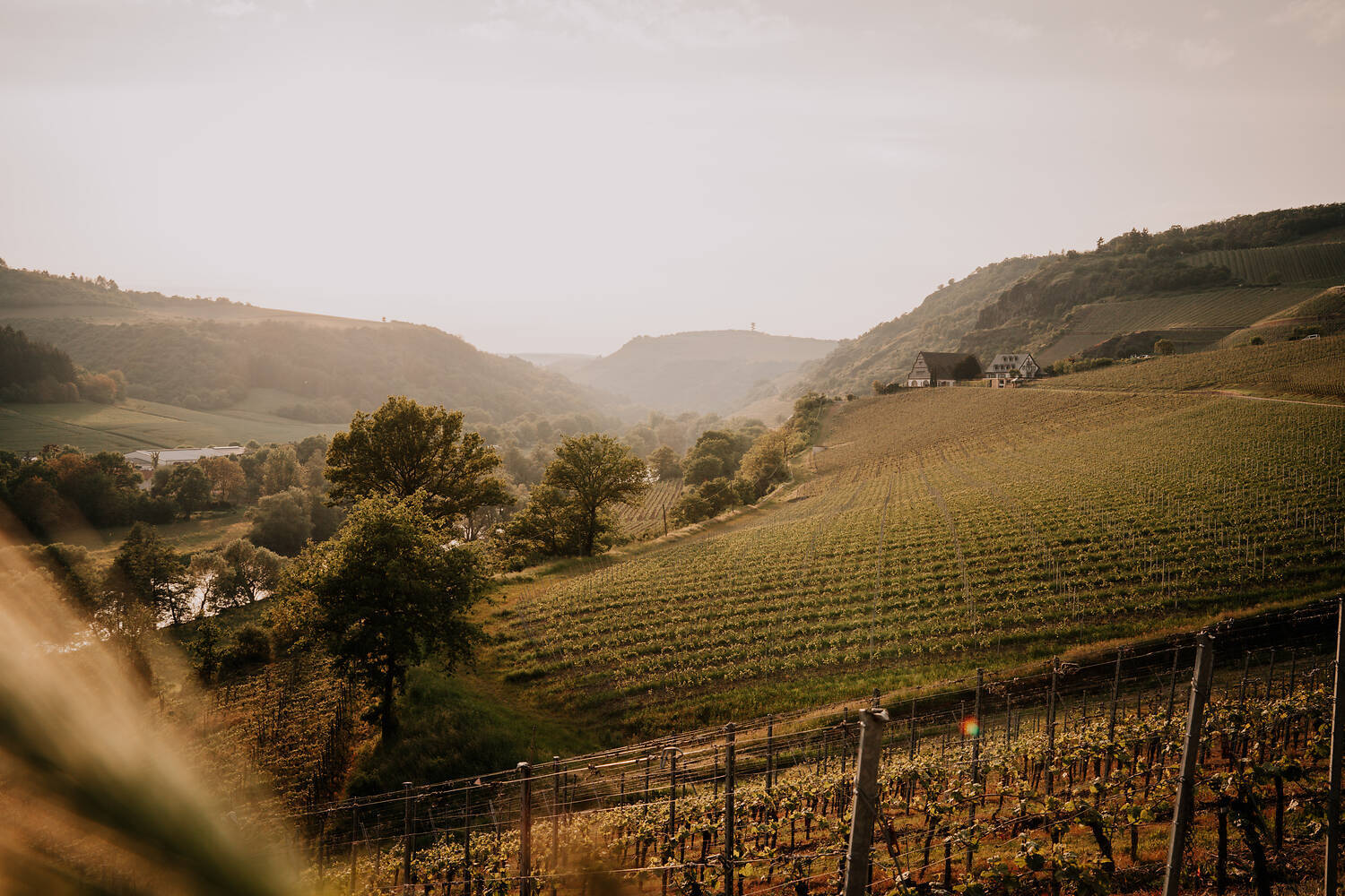 Weinberge bei Niederhausen
