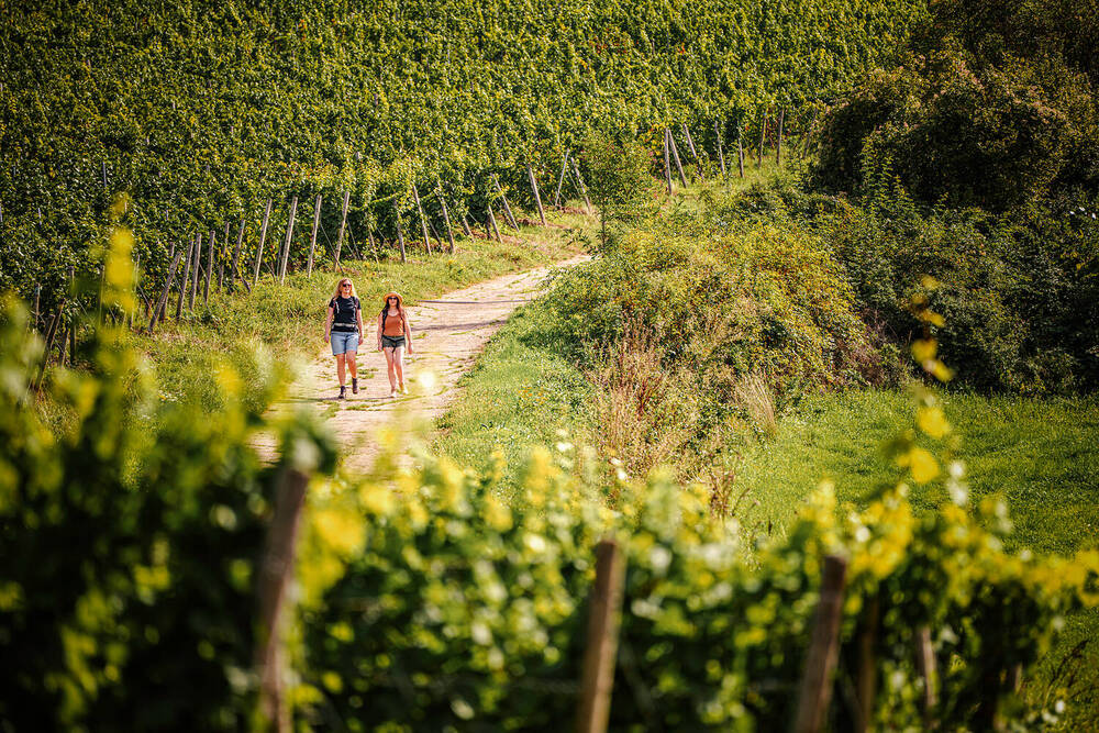 Weinwanderweg Strecke
