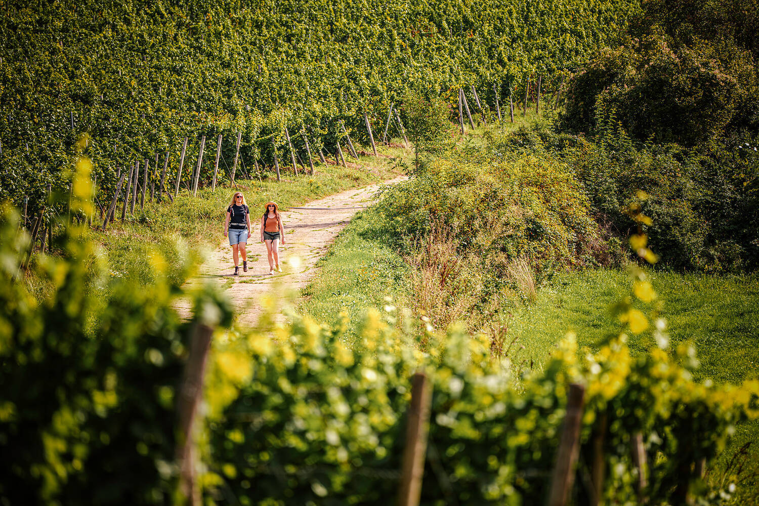 WeinWanderWeg Rhein Nahe Strecke