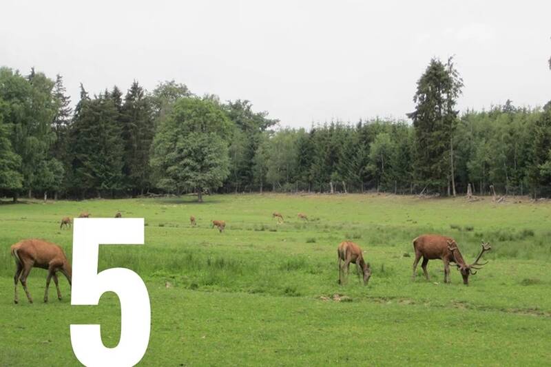5 Hochwildschutzpark Rheinböllen